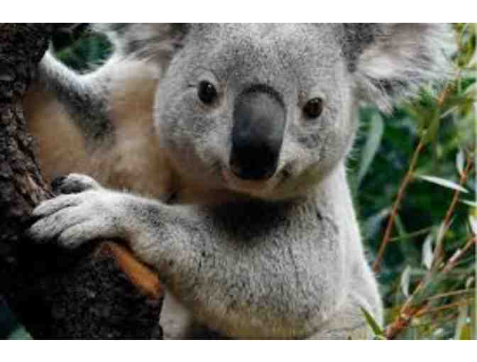 Four (4) Admission Passes to the Dallas Zoo