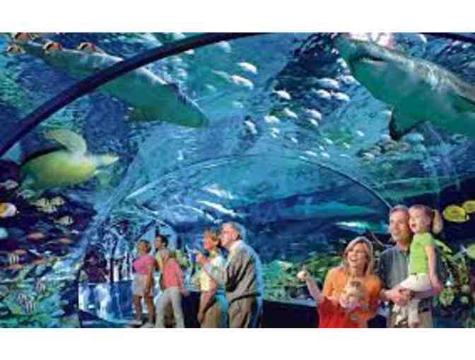 Ripley's Aquarium of the Smokies - (4) Free Admissions