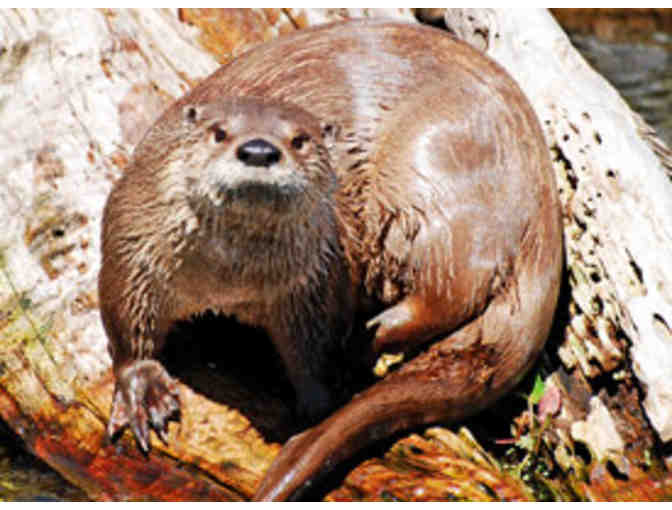 Virginia Living Museum - Two (2) Admissions