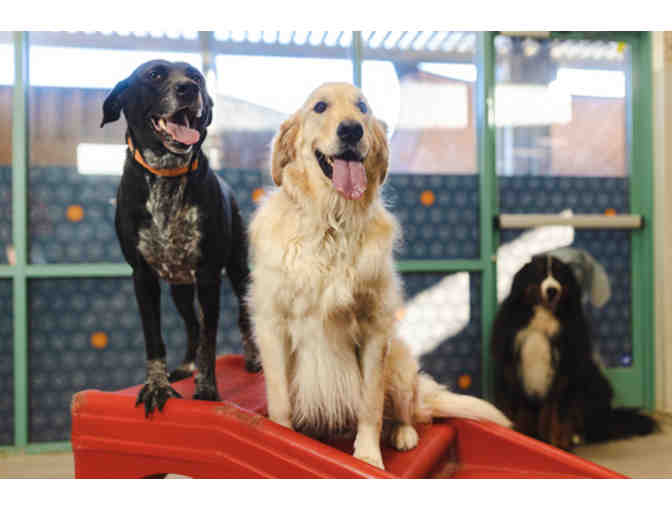 Pet Basket from Dogtopia