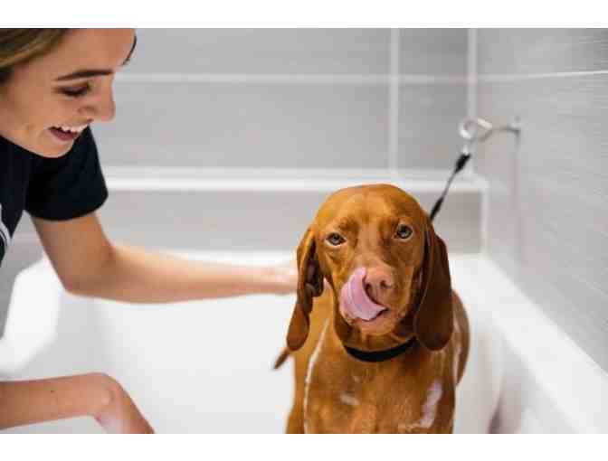 Pet Basket from Dogtopia