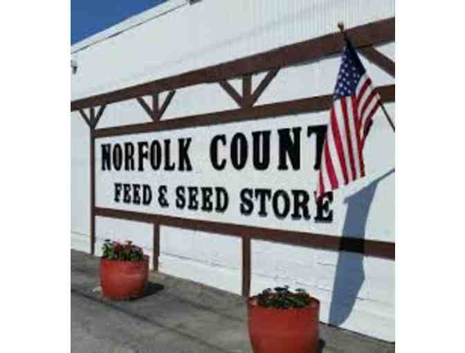 Beautiful Hanging Plant