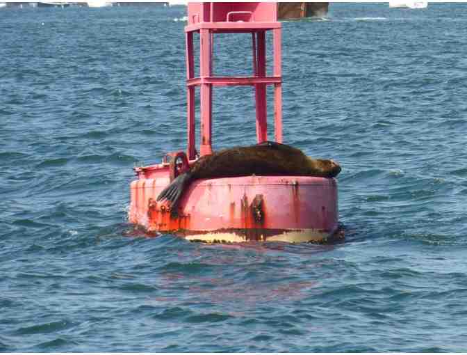 America's Cup Yacht Sailing in San Diego