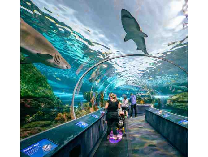 Ripley's Aquarium - 6 Passes