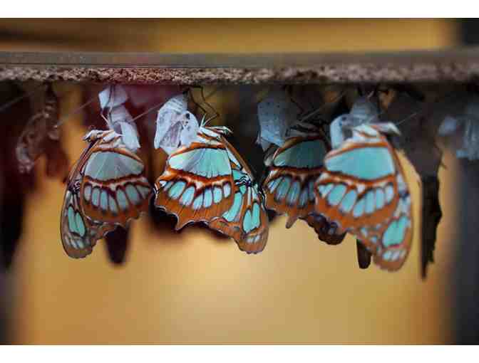 Two Niagara Parks All Access Passes