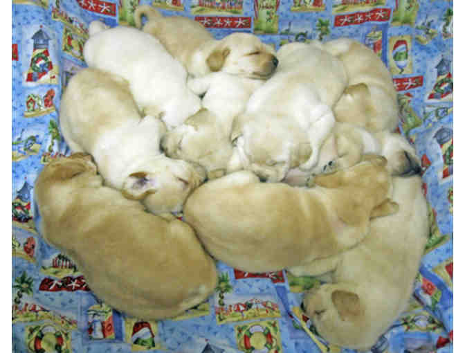 Newborn Litter Sponsorship