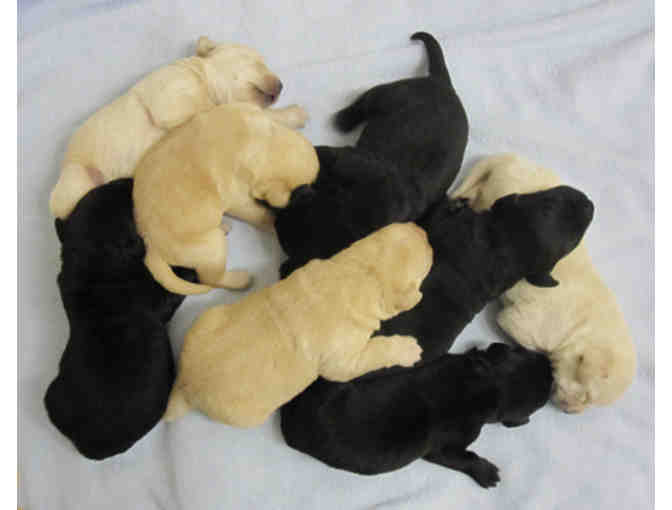 Newborn Litter Sponsorship