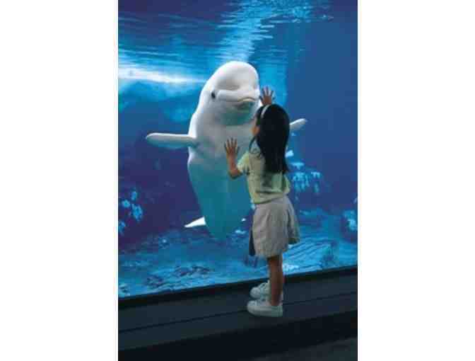 4 Tickets to SeaWorld San Diego