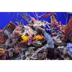 Aquarium of the Pacific