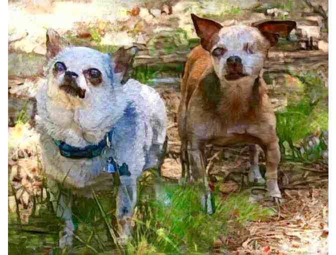 Harley & Teddy (set of 8) Greeting Cards 5x7