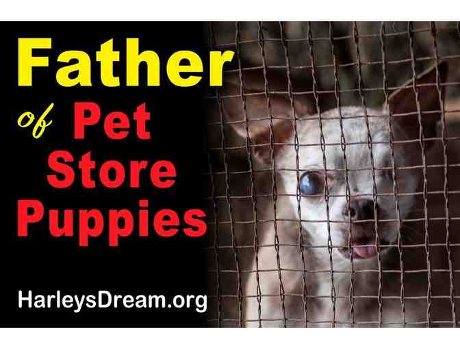 Event - Protest - Yard Signs (set of 8)