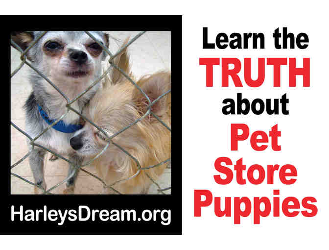 Event - Protest - Yard Signs (set of 8)