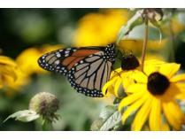 Learn Your Habitat Walk