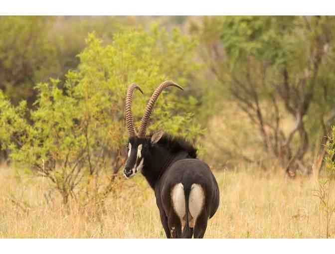 Big Game Safari- South Africa