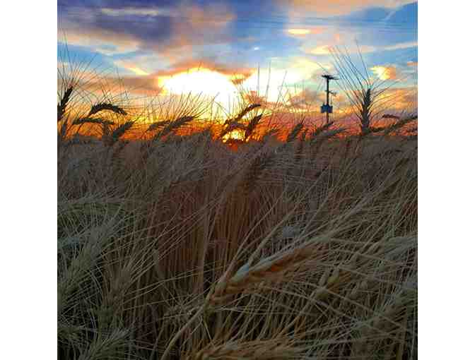 One Ton of Premium Quality Hay