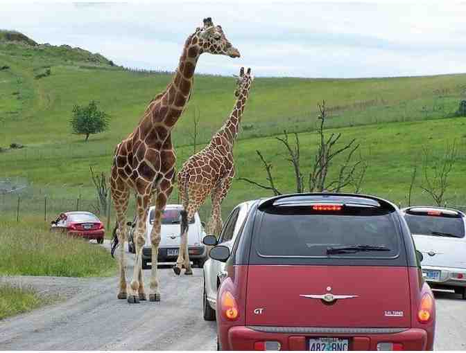Two Admission Passes to Wildlife Safari