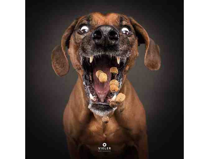 Pumpkin Dog Treats by Kimbra's K9 Crunchies