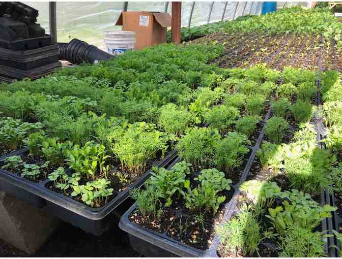 One Box of Organic Seasonal Vegetables from Promiseland Farms