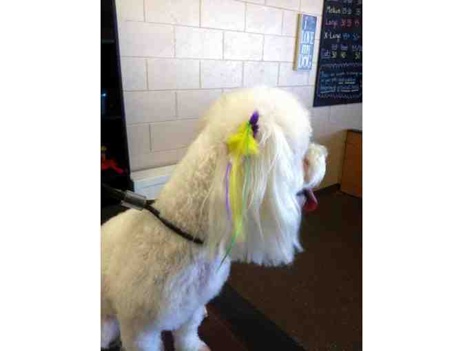 $100 in Grooming Services from Lucky Dog Pet Salon
