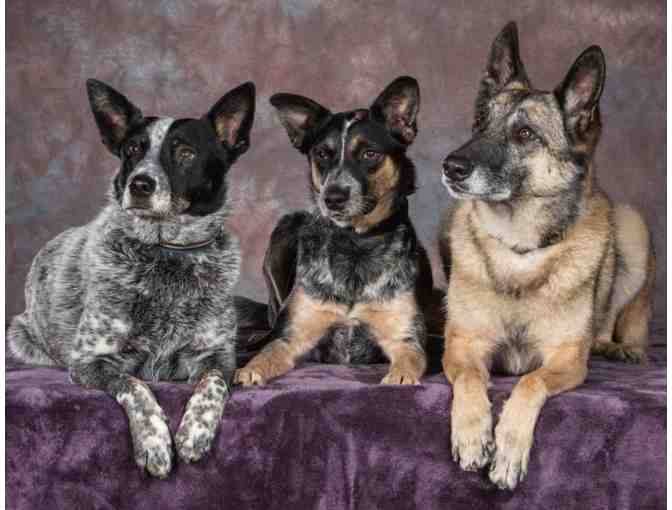 Pet Photography Session from Photography by Terry Tuttle