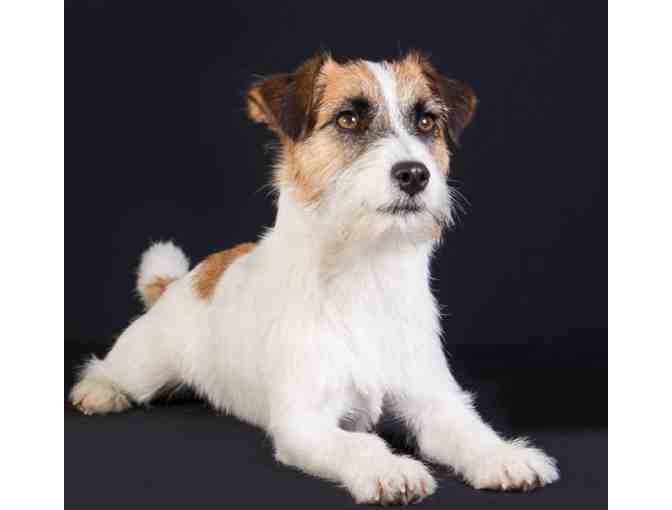 Pet Photography Session from Photography by Terry Tuttle