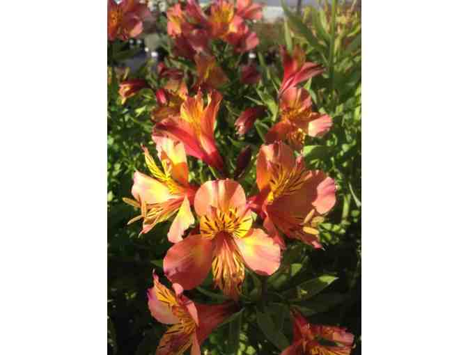 $20 Gift Certificate to The Plant Connection