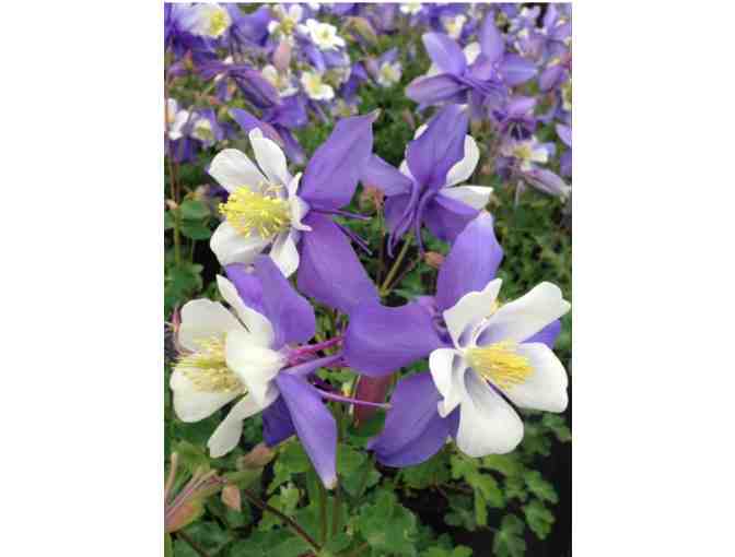 $20 Gift Certificate to The Plant Connection