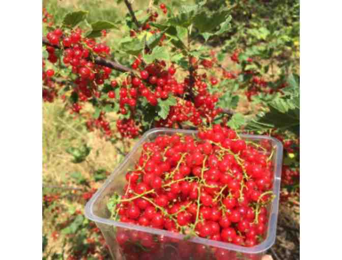 $12 Gift Certificate to Blue Collar Berry Patch