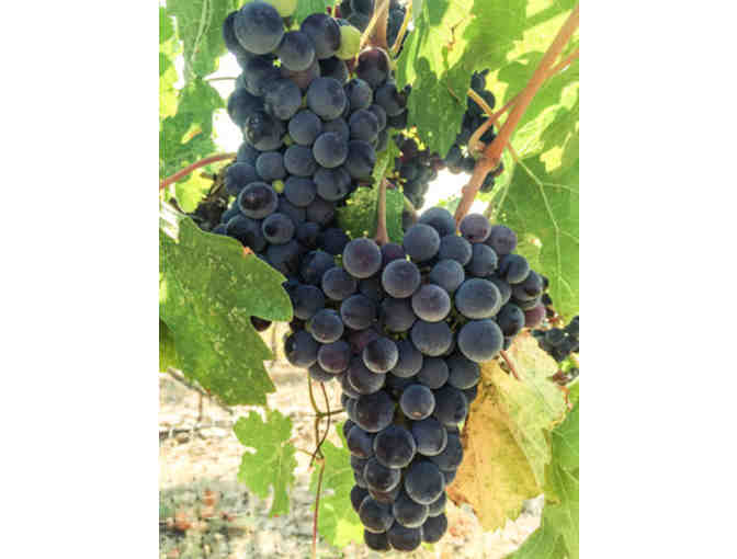 $100 Gift Certificate to Eliana Wines #1