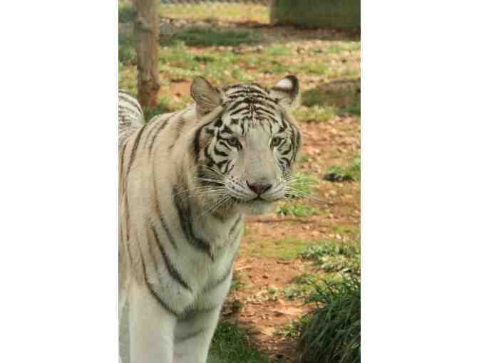 Two Passes to Great Cats World Park