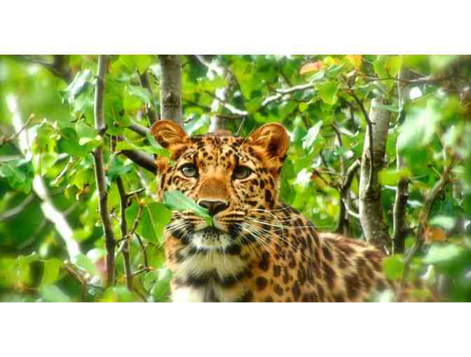 Four Passes to Great Cats World Park