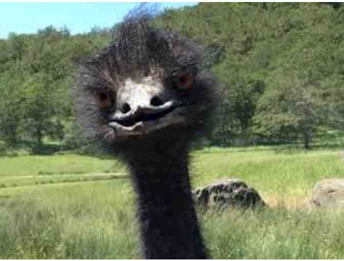 Four Passes to Wildlife Safari