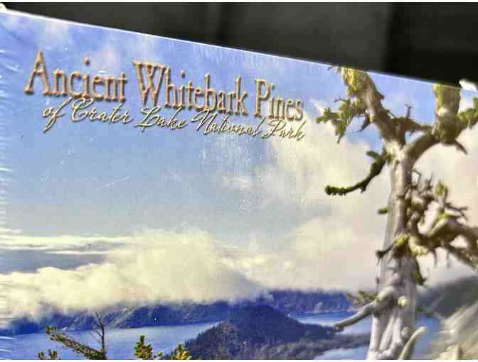Ancient Whitebark Pines of Crater Lake National Park Postcards