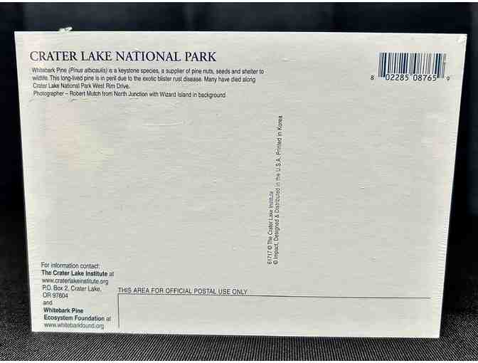 Ancient Whitebark Pines of Crater Lake National Park Postcards