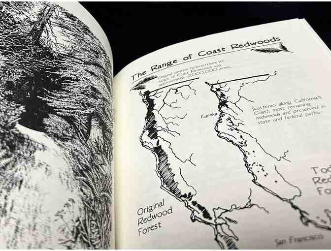 The Distinctive Qualities of Redwoods by Larry Eifert