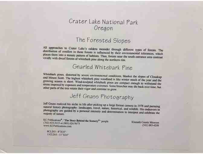 Gnarled Whitebark Pine Photo Signed by Jeff Gnass