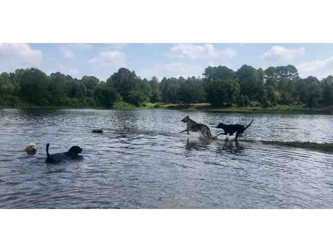 One Day of Dog Retreat at Whippoorwill Farms