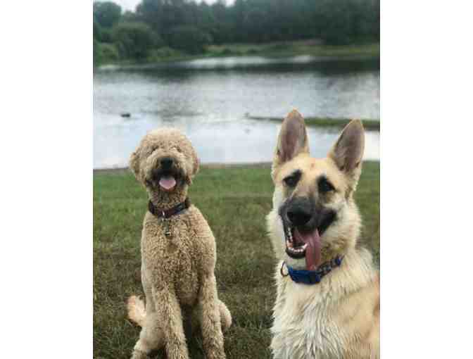 One Day of Dog Retreat at Whippoorwill Farms