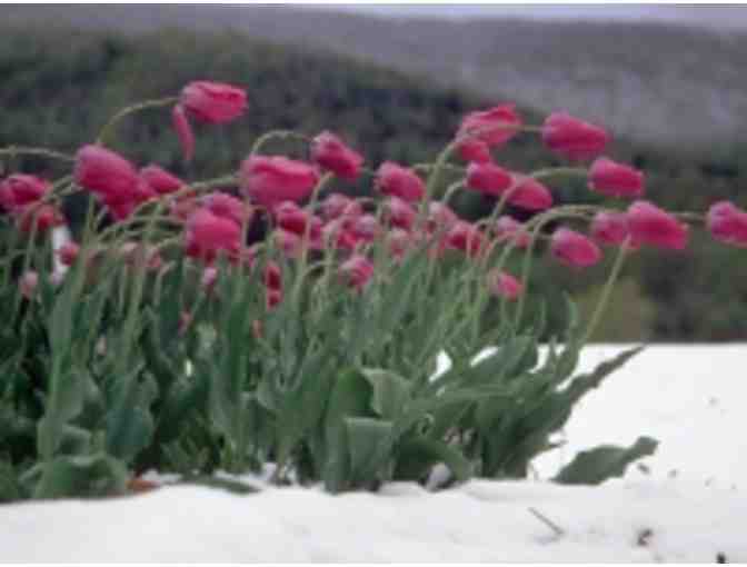 Francis Driscoll Photography-$75 Gift Certificate