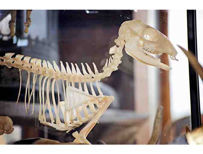 $25 Gift Certificate to BONES AND STONES