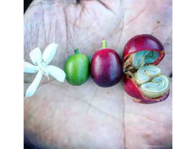 Coffee Mob 6-Month Subscription