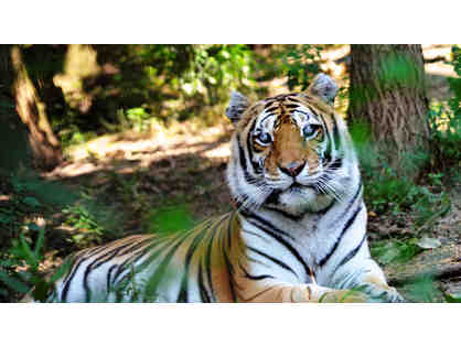 Tiger Sanctuary Tour