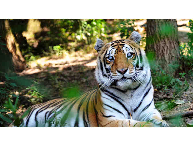 Tiger Sanctuary Tour - Photo 1