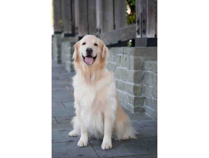 Family Forever Photography: Pet Portrait Session