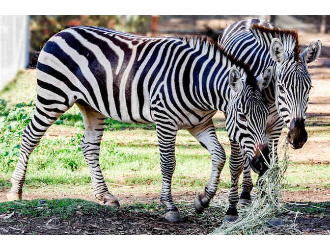 Oakland Zoo: Family Day Pass