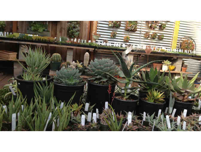 Succulence Life and Garden - $25 Gift Card