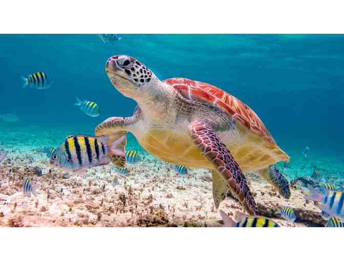 Mexico Dreams Vacation Package