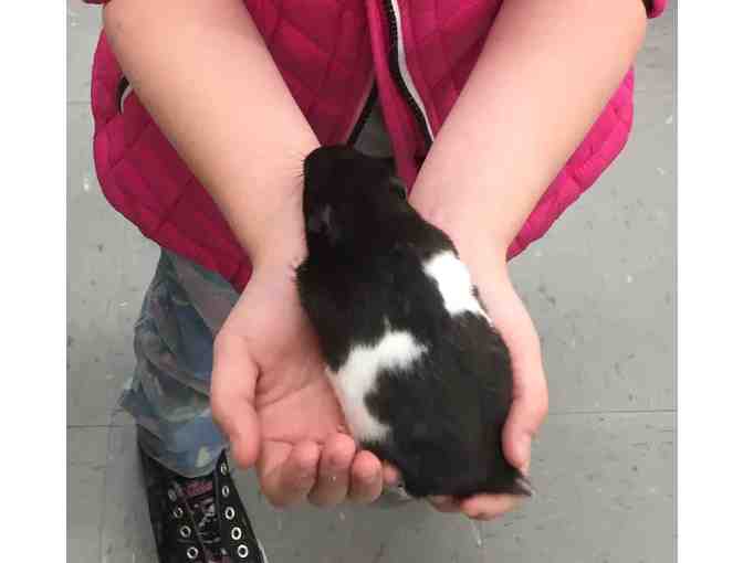 Your Very Own Hamster, Starter Kit,  Humphrey Books & $30 Petco Gift Card! (3rd Grade)