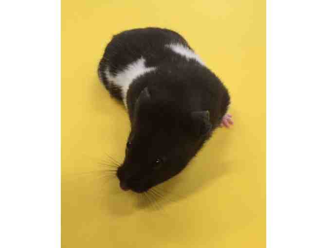 Your Very Own Hamster, Starter Kit,  Humphrey Books & $30 Petco Gift Card! (3rd Grade)