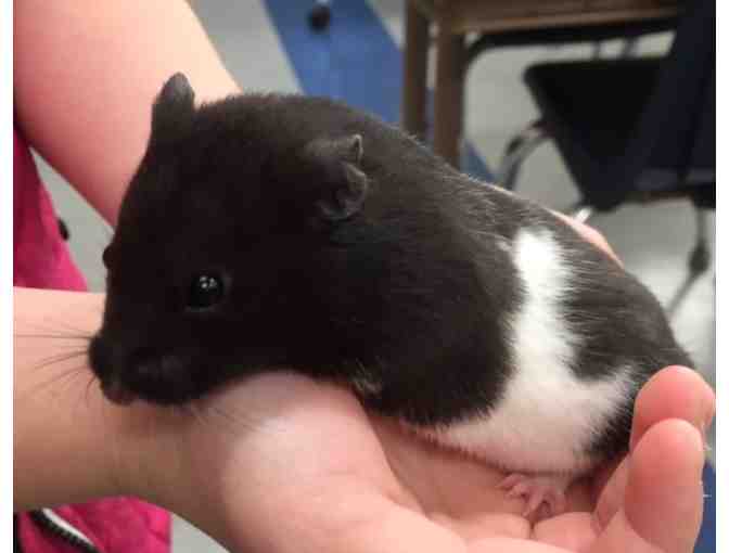 Your Very Own Hamster, Starter Kit,  Humphrey Books & $30 Petco Gift Card! (3rd Grade)